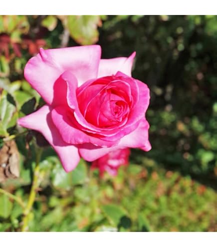 Amazon.co.jp: 人気品種 入手困難 四季咲き 強健 強香 薔薇苗 バラ苗